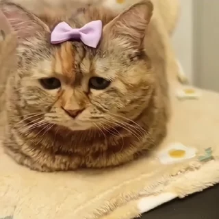 🐈‍⬛️