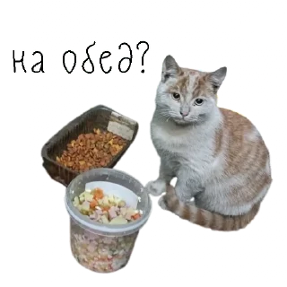 🍽
