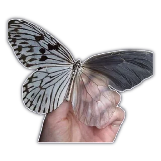 🦋