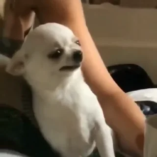 🐩