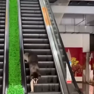 🐩