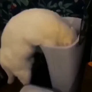 🐈