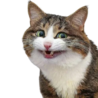 😆