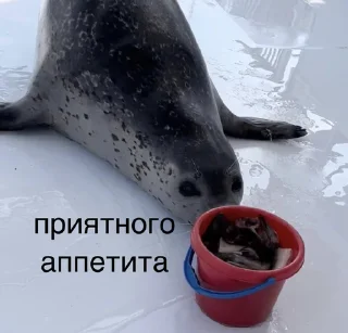 🍽️