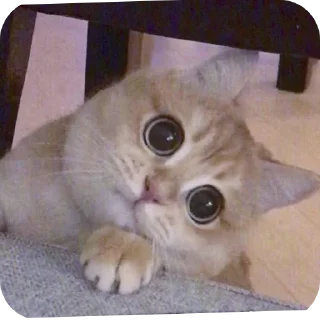 🐱