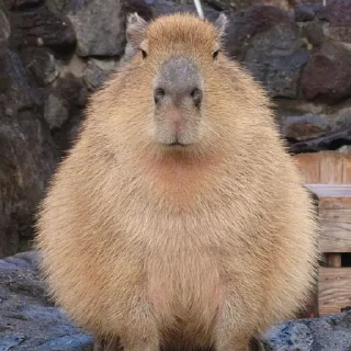 🦦