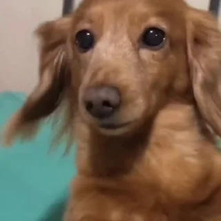 🐕