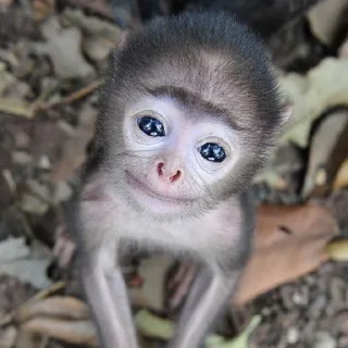 🐒
