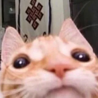 🐀