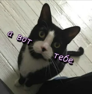 🍆