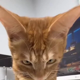 😡