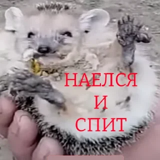 😴
