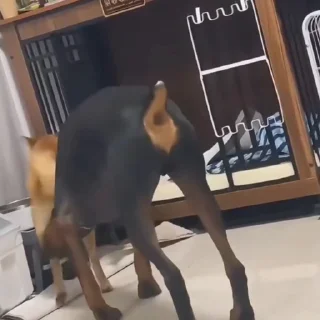 🐩