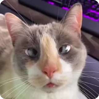 🤪