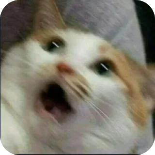 🐱