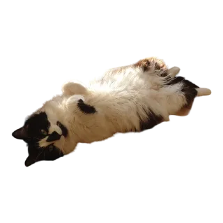 🥖