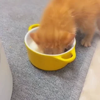 🐈