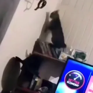 🐈