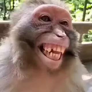 Бібізянки @Arthur4308