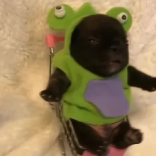 🐶