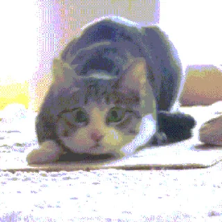 🐱