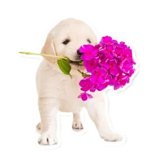 🌷