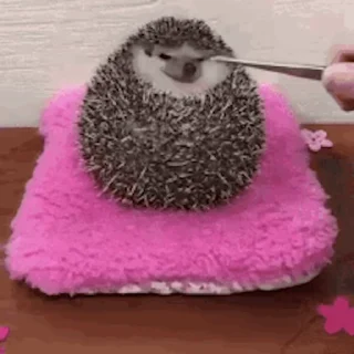 🦔