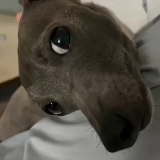 🐶