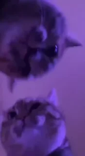 🥳