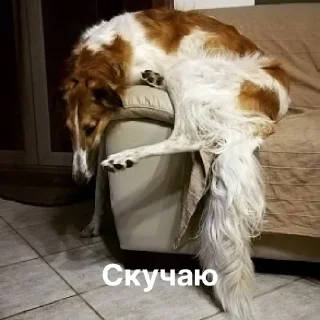 🥺