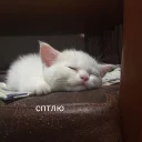 🐱