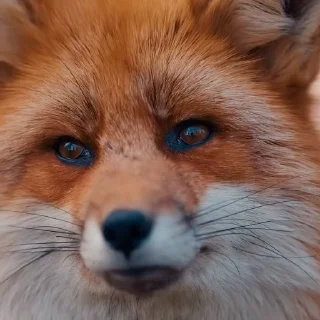 🤩