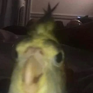 😶