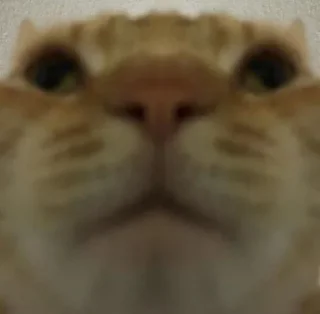 🙀