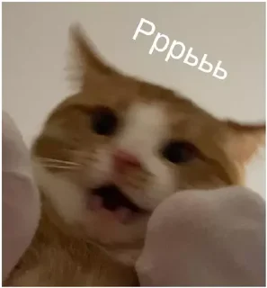 😾