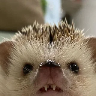🦔