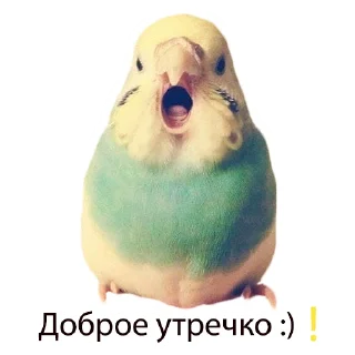 Our budgies 😎✌🏻