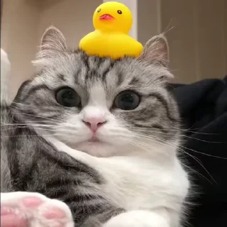 🌟