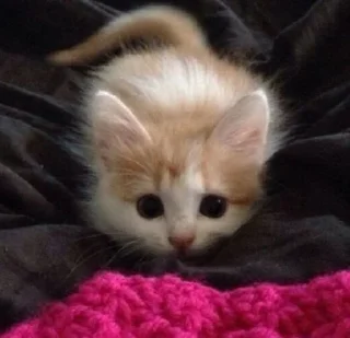 🎀