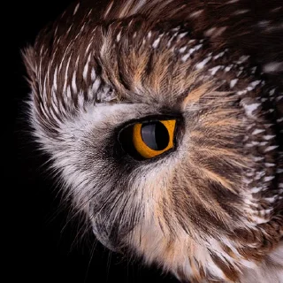 👁