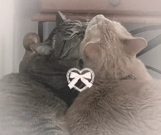 🤍