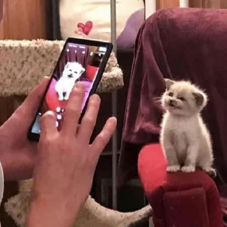 🐈