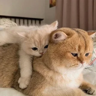 🐈