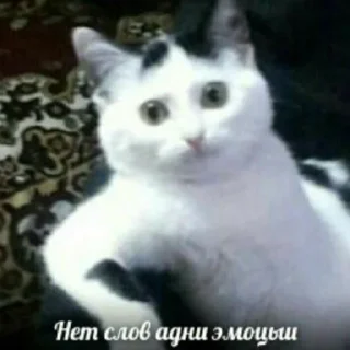 🗿