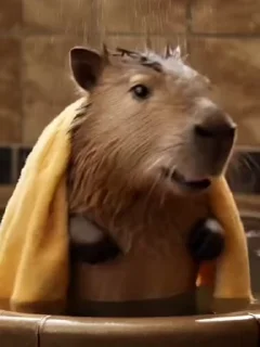 🌟