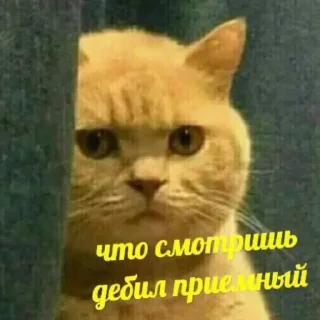 🐈