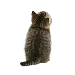 🐱