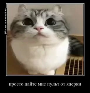 🐱