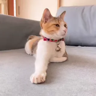 🐈