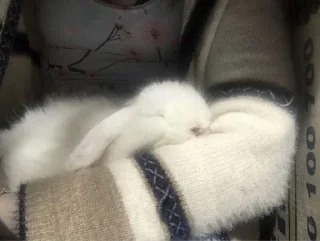 🐇